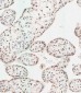 WDR82 Antibody (N-term)